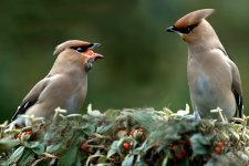 waxwings 2006 at Balbriggan.jpg