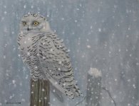 Snowy Owl 2008-02-24.jpg