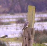 Merlin 14, 02-02-08, Inch Callow.JPG