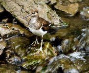 Common Sandpiper no 1 .jpg