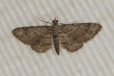 moths 3 Apr 024.jpg