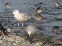 iceland gulls cruisetown feb 08.jpg