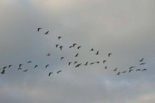 GREYLAG GOOSE.jpg