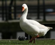 S Goose0304_1.jpg