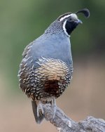 quail.jpg