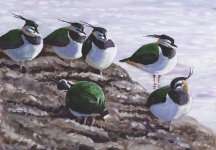 sleeping lapwings.jpg