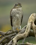 01- Sparrowhawk.jpg