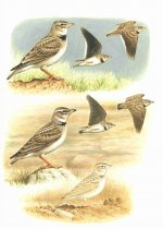 Calandra, Bimaculated lark plate.A.jpg