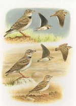 Calandra, Bimaculated lark plate.B.jpg