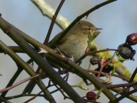 Chiffchaff 2_800x600.jpg