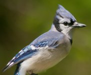 Blue jay 02.jpg