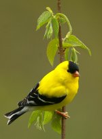 GOLDFINCH06.jpg