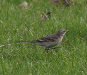 yellow wagtail.jpg