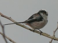 Long tailed Tit_800x600.jpg