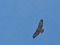 Buzzard_800x600.jpg