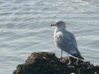 L1140440_Ring-billed Gull.jpg