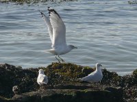 L1140444_Ring-billed Gull.jpg