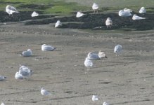 Gulls1.jpg