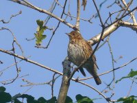 L1130429_Song Thrush.jpg