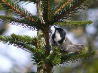 L1130511_Coal Tit.jpg