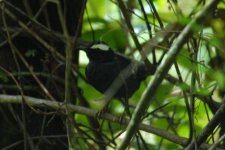 id siberian thrush.jpg