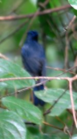 id thrush_flycatcher 2.jpg