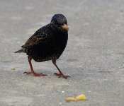 Starling-2-small.jpg