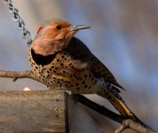 IMG_9948flicker-side (Small).jpg