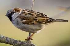 02- Sparrow no 3.jpg