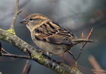 02- Sparrow no 4.jpg