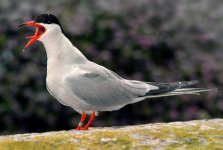 02- Tern.jpg