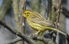 Finch - Yellowhammer 1.jpg