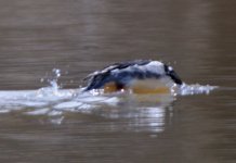 RedBreastedMerganser_4460.jpg