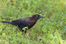 grackle.jpg