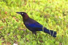 grackle1.jpg