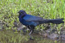 grackle2.jpg