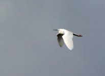 Little Egret_800x585.jpg