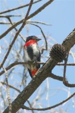 Mistletoe Bird 067.jpg