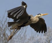 03- Heron.jpg