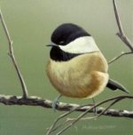 Chickadee.jpg