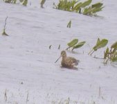 Black-tailed Godwit 3, Ashton's, 01-03-08.JPG