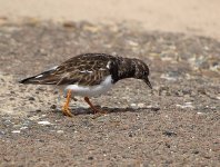 Turnstone-2-small.jpg