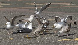 Feeding-gulls-2-small.jpg