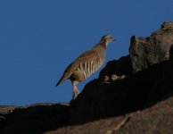 Barbary Partridge.jpg