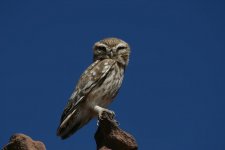 Little Owl.jpg