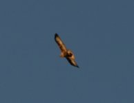 Long-legged Buzzard.jpg