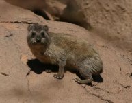 Rock Hyrax.jpg