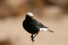 White-crowned Wheatear.jpg