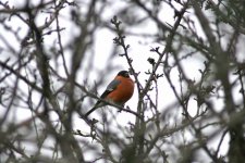 Bullfinch.jpg