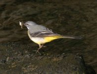 grey wagtail.jpg